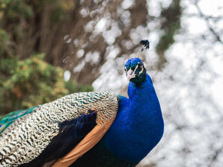 Male peacock with bright plumage outdoors. Portrait of peacock against the background of trees in...