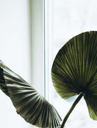 Green palm leaves on white window background. Close up of green fan shaped tropical palm tree...