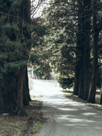 Footpath between tall trees. Alley of old trees in the park in springの写真素材