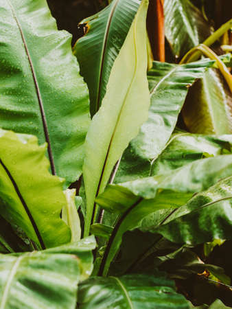 Beautiful tropical leaves in water drops after rain close-upの写真素材