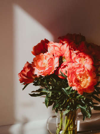 Bouquet of coral-colored peonies in glass jar in sunlight on white background. Bouquet of flowers...