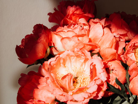 Bouquet of coral-colored peonies in glass jar in sunlight on white background. Bouquet of flowers close up, copy spaceの写真素材