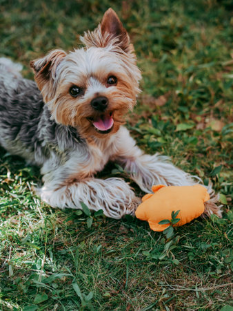 Little Yorkshire Terrier posing an grass. Yorkie Dogの写真素材