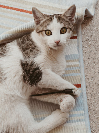 White cat with brown spots on wool plays on the floor with stick on blue carpet. cat looks in...