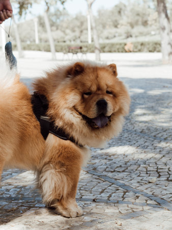 Adult dog chow chow breed in a harness in the park. Beautiful dog chow-chow outdoorsの写真素材