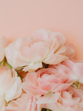 Bouquet pale pink ranunculus flowers light background. top view. Close up, copy space