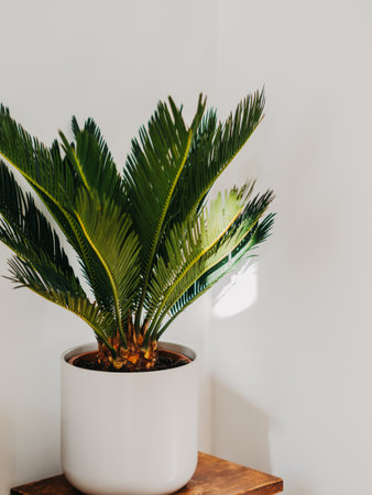 Cycas revoluta houseplant in white ceramic pot on wood stool in front of white wall. selective focus. copy spaceの写真素材