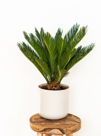 Cycas revoluta houseplant in white ceramic pot on wood stool in front of white wall. selective focus. copy spaceの写真素材