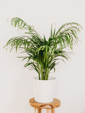 Areca Palm houseplant in white ceramic pot on wood stool in front of white wall. selective focus. copy spaceの写真素材