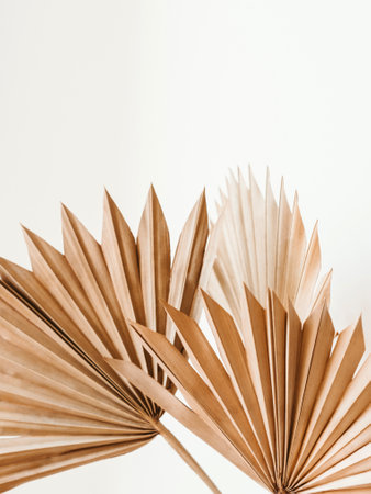 Dry palm leaves on white background. Close up of dried fan shaped tropical palm tree leaves. natural background. front view. copy spaceの写真素材
