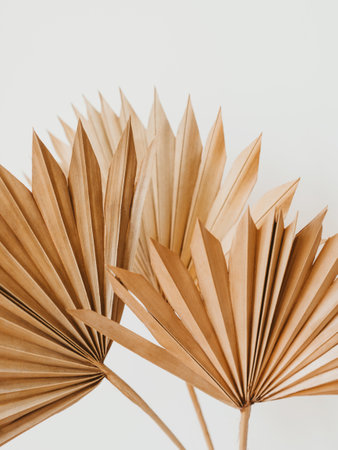 Dry palm leaves on white background. Close up of dried fan shaped tropical palm tree leaves. natural background. front view. copy spaceの写真素材