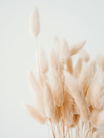 Dry beige lagurus on white background. Floral background of dry flowers. Front view, copy spaceの写真素材