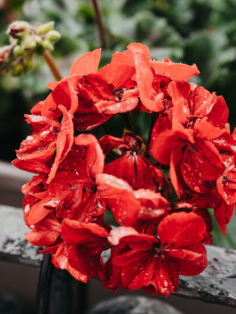 Red Geranium flowers in drops of morning dew or after rain. floral background. Red flowers in a pot on a green background. bokeh, beautiful flowerの写真素材