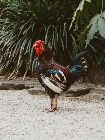Beautiful Rooster portrait, Rooster colorful standing on the green garden