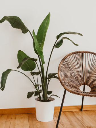 A wicker chair against white wall with large potted plant. Modern interior living room. Minimal bright interior.の写真素材