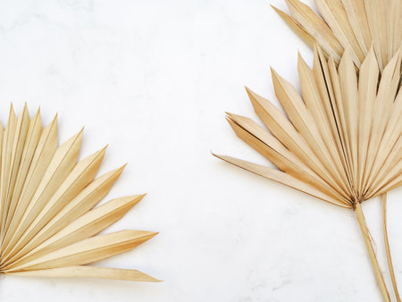 Dry palm leaves background. Close up of dried fan shaped tropical palm tree leaves on white background. top view. copy spaceの写真素材