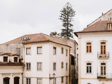 Towering pine tree stands above the classic white facades of urban houses with a quaint streetlamp in the foreground.の写真素材