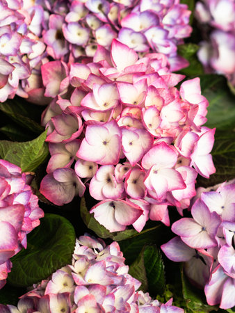 Beautiful pink white hydrangea flowers in the garden that bloom in early summer background. Top...