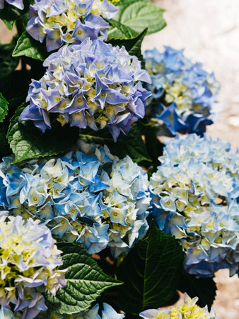 Beautiful blue hydrangea flowers in the garden that bloom in early summer background. Top view. Natural flowers backgroundの写真素材