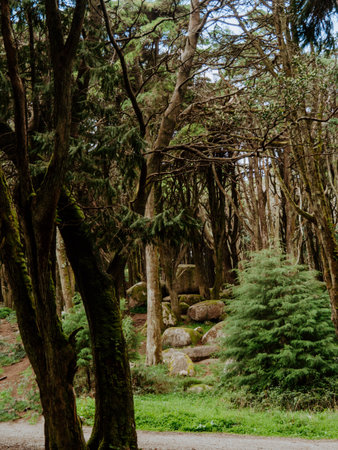 beautiful green forest with ancient trees and huge boulders. Portugal