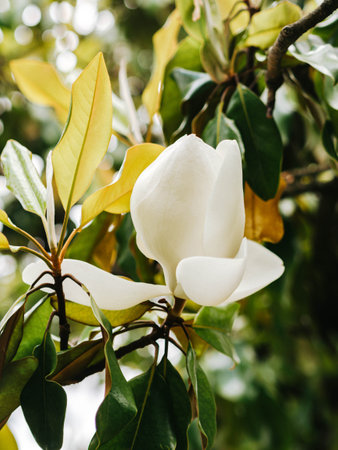 Magnolia grandiflora white flower on tree in park close upの写真素材