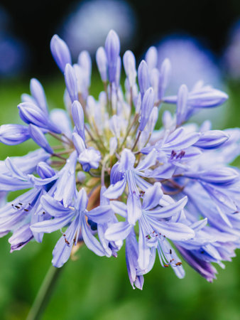 Close-up view capturing the delicate details of Agapanthus Blue Storm flowers covered in morning dew