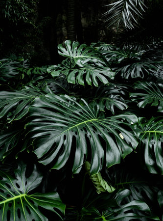 A vibrant close-up of lush green monstera leaves in a tropical forest. The large, glossy leaves with natural holes create a dense and exotic foliage background, full of life and textureの写真素材