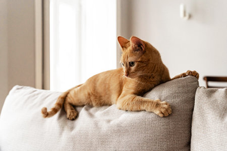 Orange tabby cat lying on the back of a sofa indoors, resting with paws stretched out and looking to...