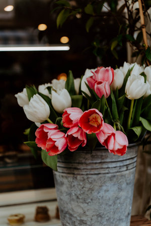 Fresh pink and white tulips arranged in a rustic metal bucket. Spring flowers create a bright and cozy floral composition with natural light and a charming garden atmosphereの写真素材