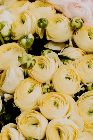 Soft yellow ranunculus flowers in a delicate macro close-up. Layered petals create a romantic floral...