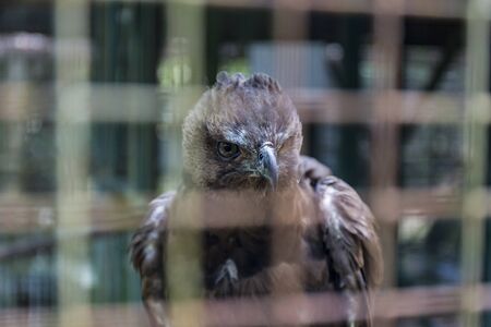 A bird inside a cage looking at the cameraの写真素材