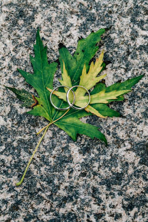 Two silver rings lay on two green an yellow leafs. Silver rings on plant. Macro shot of wedding attributes. Weddings in autumn conceptの写真素材