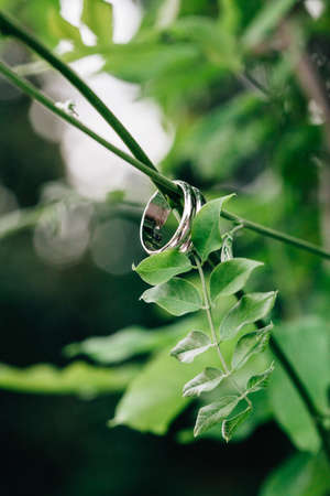 Two beautiful silver wedding rings hang on green plant in nature backgroundの写真素材