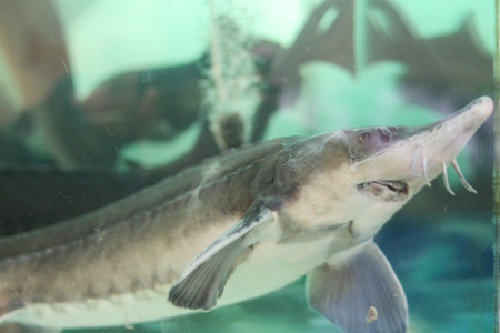 live sturgeon in the aquarium on the marketの写真素材