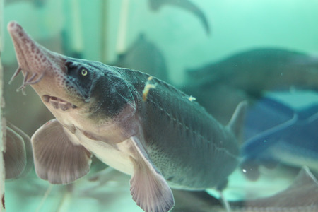 live sturgeon in the aquarium on the marketの写真素材