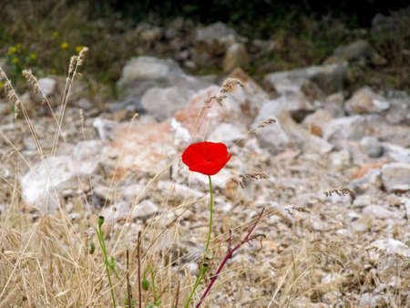 A red poppy flower on a background of dry grassの写真素材