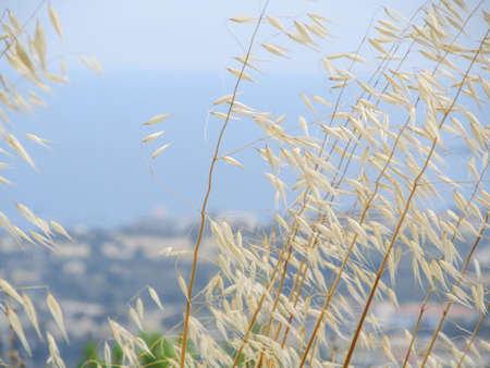Dry grass on a blurry backgroundの写真素材