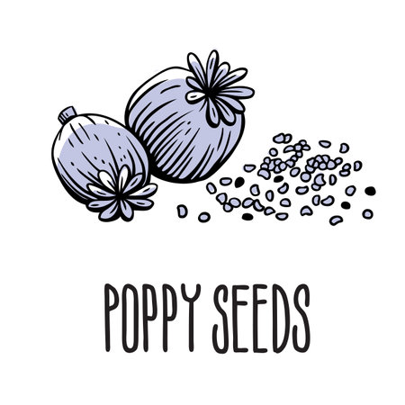 A flower with poppy seeds. Vector isolated illustration of poppy seeds on a white background with the inscriptionのイラスト素材