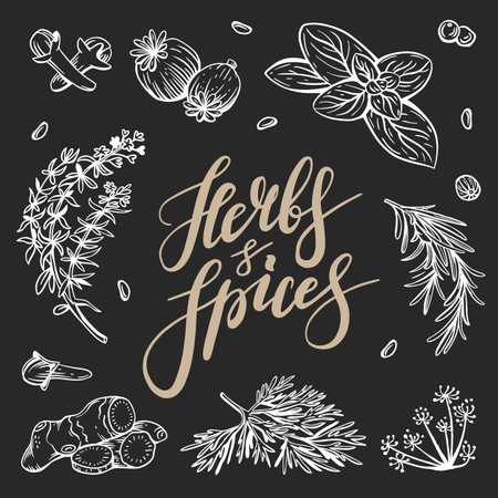 Vector copy space linear illustrations with spices and herbs, basil, parsley, coriander, rosemary, cinnamon, chili, pepper, thyme, turmeric, black pepper, ginger, oregano, cumin, poppy, anise, garlic, dillのイラスト素材