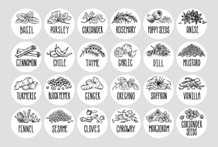 Vector set of stickers for spices. basil, parsley, coriander, rosemary, cinnamon, chili, pepper, thyme, turmeric, black pepper, ginger, oregano, cumin, poppy, anise, garlic, dill, mustard, saffron, vanillin, fennel, sesame, cloves, marjoramのイラスト素材