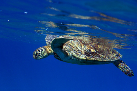 Sea Turtleの写真素材