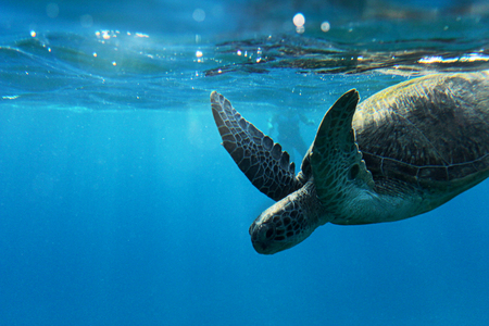 Sea Turtle with Sunlightの写真素材