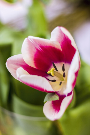 Detail of pink-white tulipの写真素材