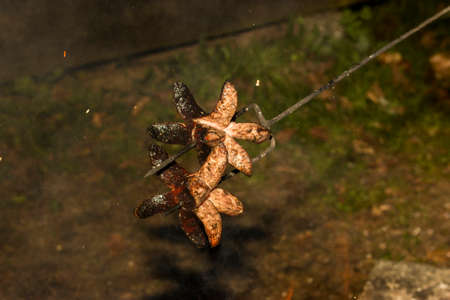 Extrawurst impaled on a fork