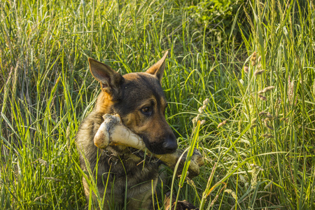 Dog with big boneの写真素材