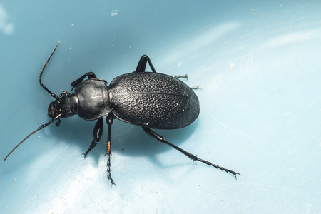 Ground beetleの写真素材
