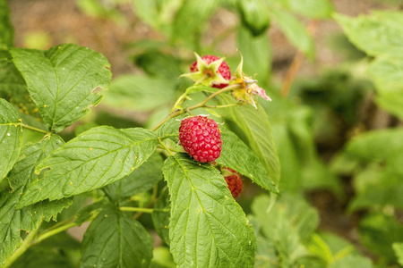 Raspberry on the bush
