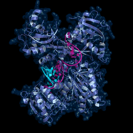 Human Argonaute 2 protein bound to a guide and target RNAs. Cartoon model.の写真素材