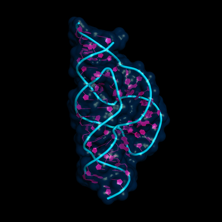 Hammerhead ribozyme is an RNA molecule that catalyzes targeted RNA cleavage and has therapeutic potential.Full-length form, cartoon model with semi-transparent surface.の写真素材
