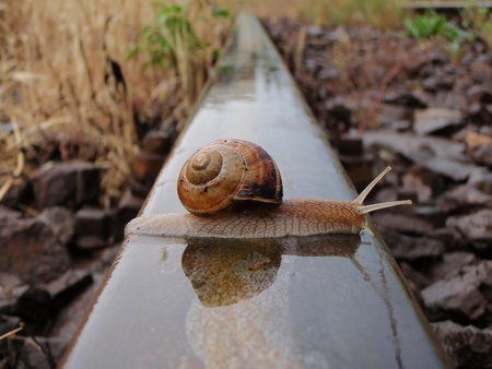 A snail crossing the railway lineの写真素材